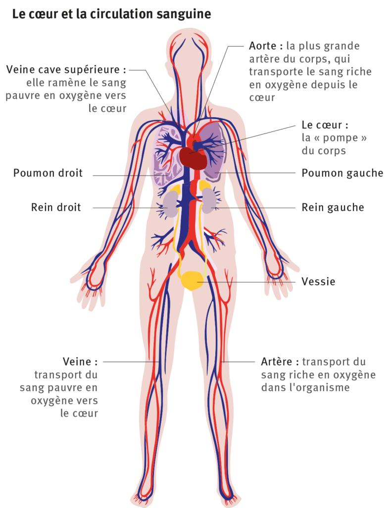 Quand on perd trop de sang ou qu’on a la circulation coupée, les cellules ne reçoivent plus d’oxygène. Cela peut s’avérer mortel.